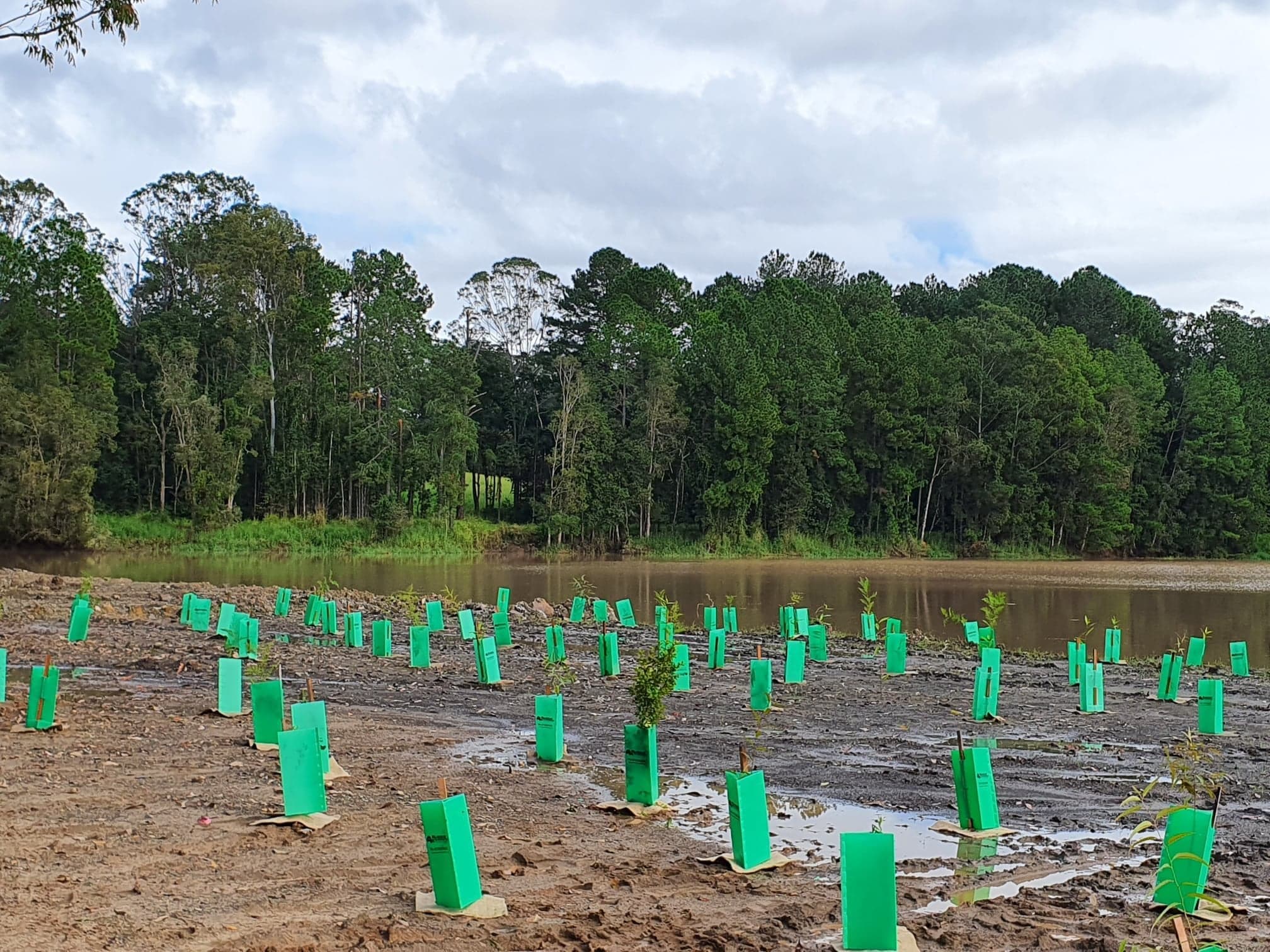 Trees that got planted to help rehabilitate our Chavallum Quarry